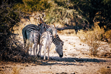 Fototapeta na wymiar Zebra mit Fohlen steht im Schatten eines Busches, Makgadikgadi Pans Nationalpark, Botswana