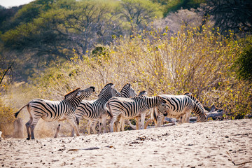 Fototapeta na wymiar Zebras stehen vor einem Busch kurz vor Sonnenuntergang, Makgadikgadi Pans Nationalpark, Botswana