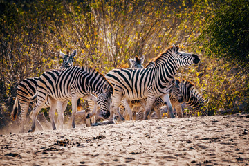 Zebras stehen vor einem Busch kurz vor Sonnenuntergang, Makgadikgadi Pans Nationalpark, Botswana