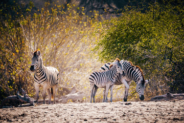Zebras stehen vor einem Busch kurz vor Sonnenuntergang, Makgadikgadi Pans Nationalpark, Botswana