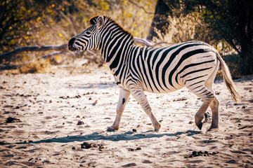 Fototapeta na wymiar Zebra läuft im Sand bei Sonnenuntergang, Makgadikgadi Pans Nationalpark, Botswana