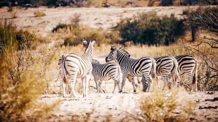 Fototapeta na wymiar Gruppe Zebras in der Abendsonne, Makgadikgadi Pans Nationalpark, Botswana