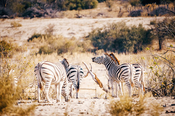 Obraz premium Flehmendes Zebra in der Savanne in der Abendsonne, Makgadikgadi Pans Nationalpark, Botswana