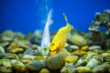 Ornamental fish, koi fish,