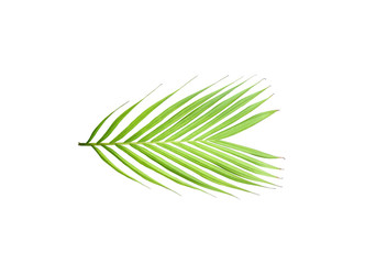 Obraz premium green leaf of palm tree isolated on white background