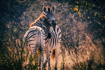 Zebra mit Fohlen kurz vor Sonnenuntergang, Makgadikgadi Pans Nationalpark, Botswana