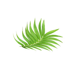 Fototapeta premium green leaf of palm tree isolated on white background