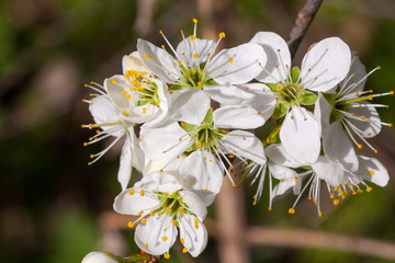 Blüten des Weißdorns