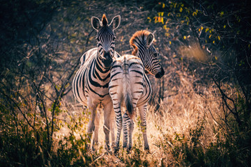 Zebra mit Fohlen kurz vor Sonnenuntergang, Makgadikgadi Pans Nationalpark, Botswana