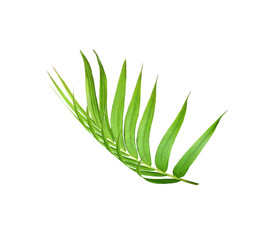 green leaf of palm tree isolated on white background