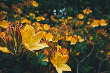 Fototapeta na wymiar Yellow Azaleas In The Garden