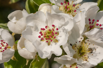 Blüten des Birnbaums