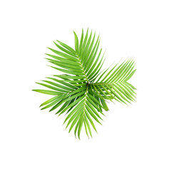 green leaf of palm tree isolated on white background