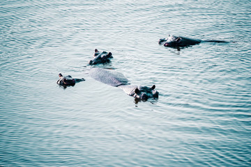 Gruppe von Flusspferden in einem Fluss bei Sonnenuntergang, Makgadikgadi Pans Nationalpark, Botswana