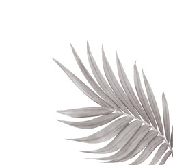 green leaf of palm tree isolated on white background