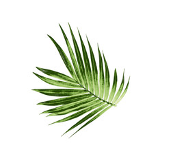 green leaf of palm tree isolated on white background