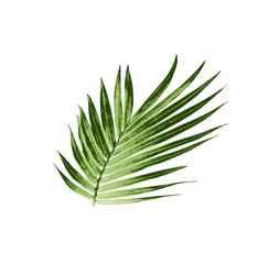 green leaf of palm tree isolated on white background