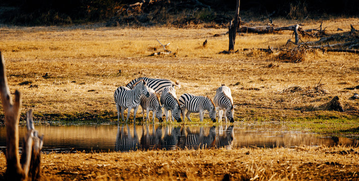 Zebras am Wasser bei Sonnenuntergang, Makgadikgadi Pans Nationalpark, Botswana