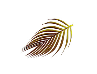 green leaf of palm tree isolated on white background