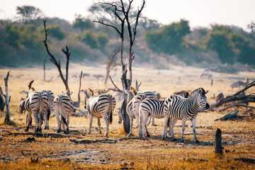 Fototapeta na wymiar Eine Herde Zebras in der Abendsonne, Makgadikgadi Pans Nationalpark, Botswana