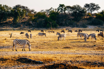 Eine Herde Zebras in der Abendsonne, Makgadikgadi Pans Nationalpark, Botswana