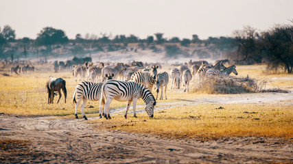 Fototapeta na wymiar EIne große Herde Zebras in der Abendsonne, Makgadikgadi Pans Nationalpark, Botswana