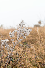 Fototapeta premium the first frost, frost on leaves and flowers. winter composition