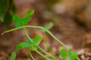 Macro shoot of the clover leafs in the garden