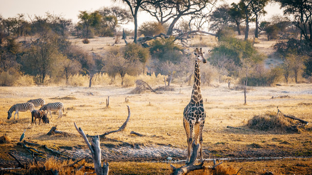 Einzelne Giraffe in der Abendsonne, Makgadikgadi Pans Nationalpark, Botswana