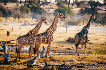 Drei Giraffen in der Abendsonne, Makgadikgadi Pans Nationalpark, Botswana