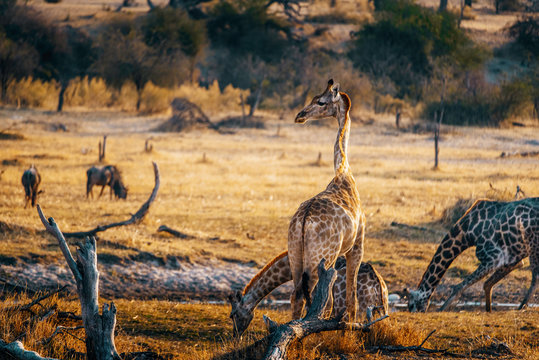 Einzelne Giraffe in der Abendsonne, Makgadikgadi Pans Nationalpark, Botswana