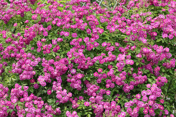 ばら園　薔薇ガーデン　ばら公園　薔薇　バラ　ばら