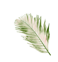 concept summer with green palm leaf from tropical . frond floral leaves branches tree isolated on white pattern background. flat lay, top view.