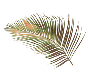 Fototapeta premium concept summer with green palm leaf from tropical . frond floral leaves branches tree isolated on white pattern background. flat lay, top view.