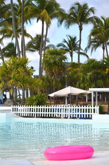 Cocos nucifera coconut palm tree tops and crowns against clear blue sky in a tropical location....