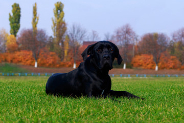 Dog breed Italiano Cane Corso