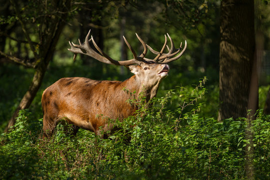 R&ouml;hrender Rothirsch (Cervus elaphus) bei der Brunft