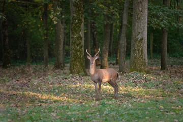 Rothirsch auf Lichtung in Wald