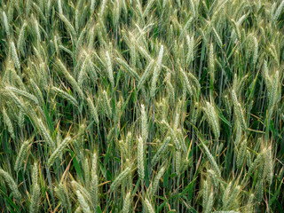 Green ear of wheat in the field, harvest, countryside