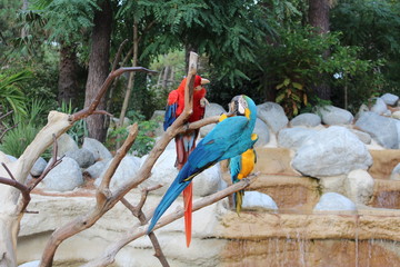 perroquets 