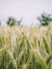 Fototapeta premium Green ear of wheat in the field, harvest, countryside