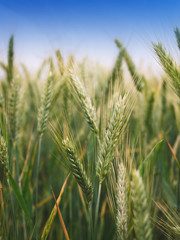 Green ear of wheat in the field, harvest, countryside