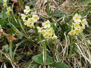 Primula elatior - Primev&egrave;res des bois ou primev&egrave;res &eacute;lev&eacute;es. Une plante sauvage printani&egrave;re des sous-bois aux fleurs &eacute;tal&eacute;es sur tige, aux p&eacute;tales de couleur jaune cr&egrave;me au coeur jaune or.