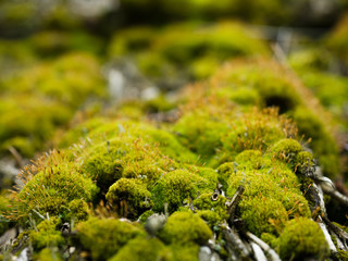 Obraz premium Bryophyta biology, Green moss with selective focused blur background on a roof or old vintage village house, forest
