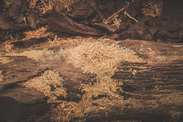 wooden texture background