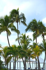 Cocos nucifera coconut palm tree tops and crowns against clear blue sky in a tropical location....