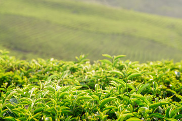Amazing bright green tea leaves at tea plantation