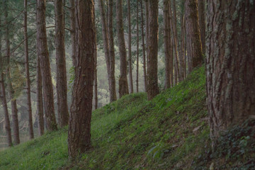 Obraz premium path in the forest