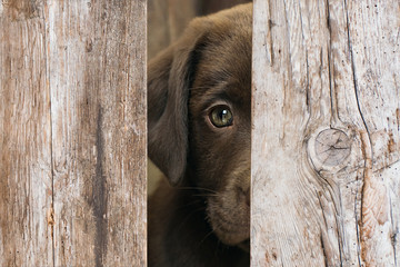 Labrador Retriever puppy dog