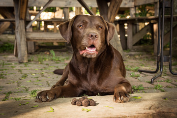 Labrador Retriever dog and black truffle mushroom